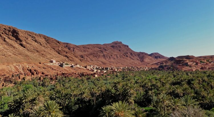 découvrez l'univers fascinant des oasis, ces havres de paix au cœur des déserts. apprenez tout sur leur formation, leur biodiversité unique et leur importance pour les écosystèmes et les communautés humaines.