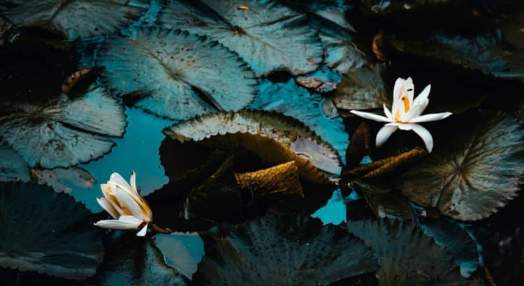 découvrez des remèdes naturels pour améliorer votre bien-être au quotidien. apprenez à utiliser des plantes, des huiles essentielles et des techniques holistiques pour soulager divers maux de manière efficace et sans effets secondaires.